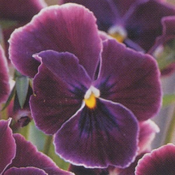 花の種（営利用）ウィンター パンジー F1ナチュレ系 F1ナチュレ シュガーグレープ 1000粒×10 クリスタルコート種子 タキイ種苗