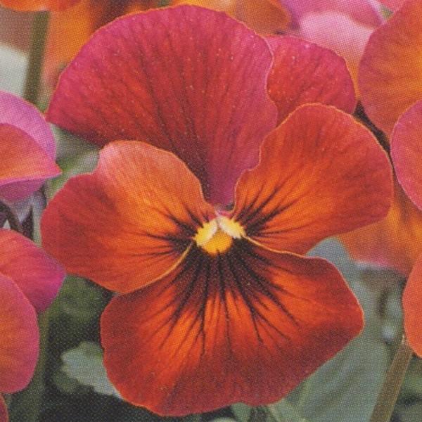 花の種（営利用）ウィンター パンジー F1ナチュレ系 F1ナチュレ マルベリー 1000粒×10 タキイ種苗