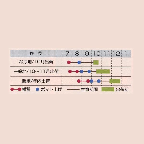 花の種（営利用）ビオラ F1ビビ系 F1ビビ オーシャンブルー 1000粒