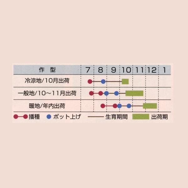 花の種（営利用）ビオラ F1ビビ系 F1ビビ ヘブンリーブルー 1000粒×10 クリスタルコート種子 タキイ種苗｜vg-harada｜02