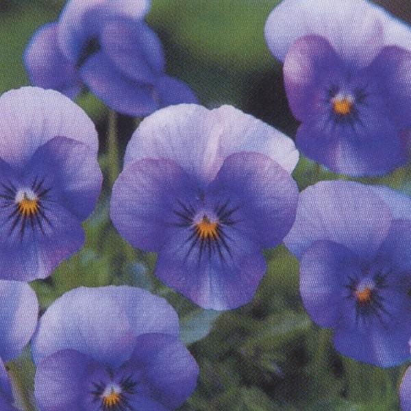花の種（営利用）ビオラ F1ビビ系 F1ビビ アイスブルー 1000粒×10 クリスタルコート種子 タキイ種苗