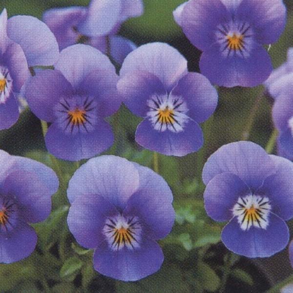 花の種（営利用）ビオラ F1ビビ系 F1ビビ ブルーフェイス 1000粒×10 クリスタルコート種子 タキイ種苗