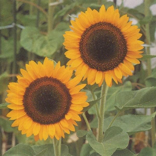 花の種（営利用）ひまわり 高性種 F1太陽 1l タキイ種苗