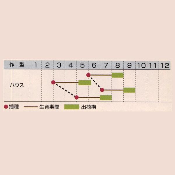 花の種（営利用）百日草 矮性種 F1ドリームランド スカーレット 10ml タキイ種苗（メール便発送）｜vg-harada｜02