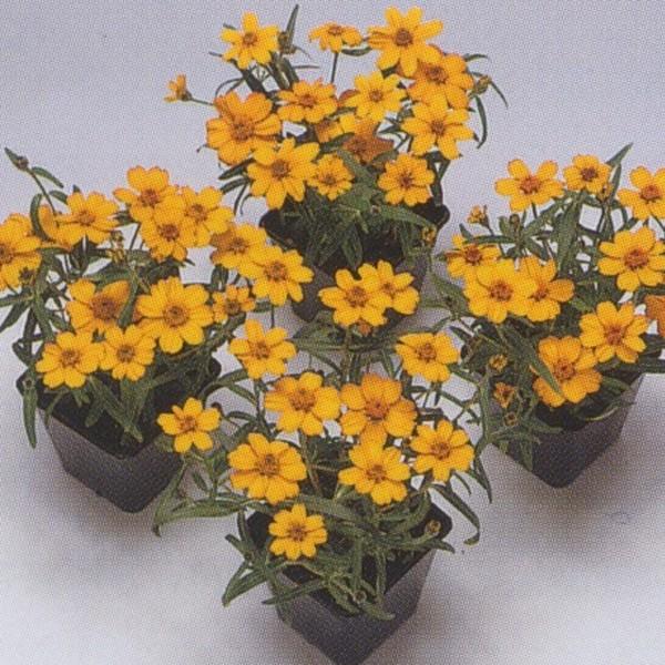 花の種（営利用）百日草 矮性リネアリス プチランド イエロー 10ml×10 タキイ種苗