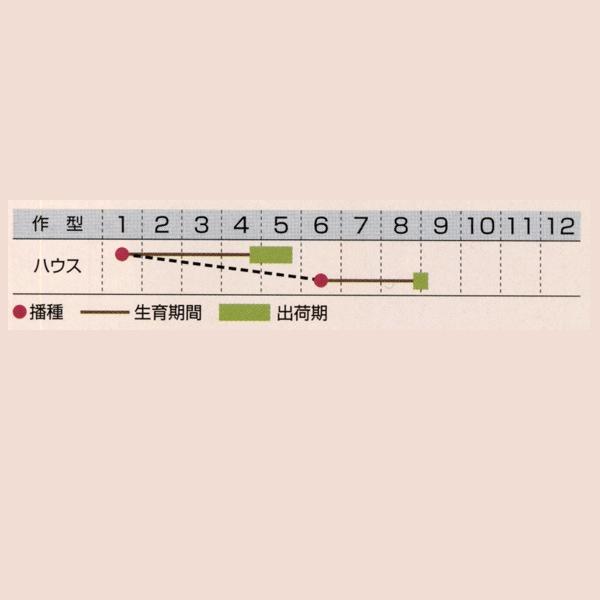 花の種（営利用）百日草 矮性リネアリス プチランド ホワイト 10ml×10 タキイ種苗の画像