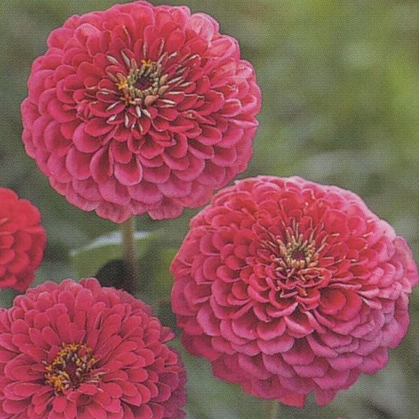 花の種（営利用）百日草 高性種 エクスクイジート 1l タキイ種苗