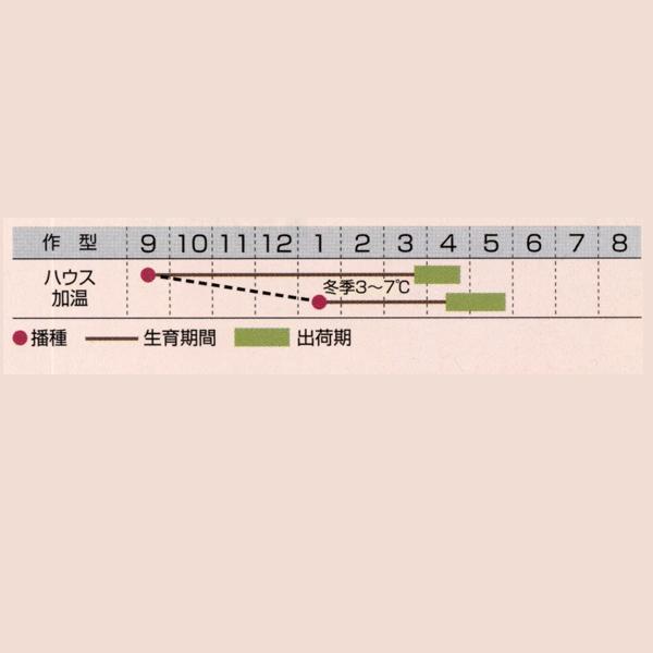 花の種（営利用）フェリシア スプリングメルヘン 1dl タキイ種苗（メール便発送）の画像