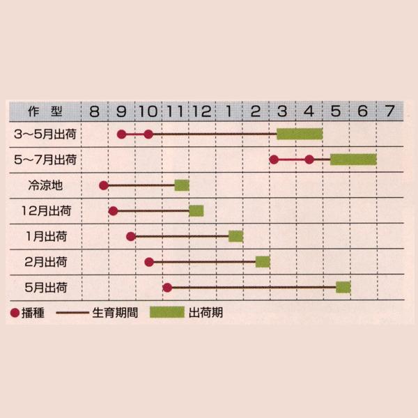 花の種（営利用）ブプレウルム 1dl タキイ種苗（メール便発送）の画像