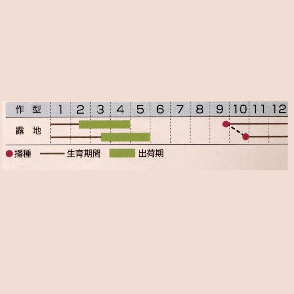 花の種（営利用）ベニジューム ベニジューム（寒咲き蛇ノ目菊）混合 10ml×10 タキイ種苗（メール便発送）の画像