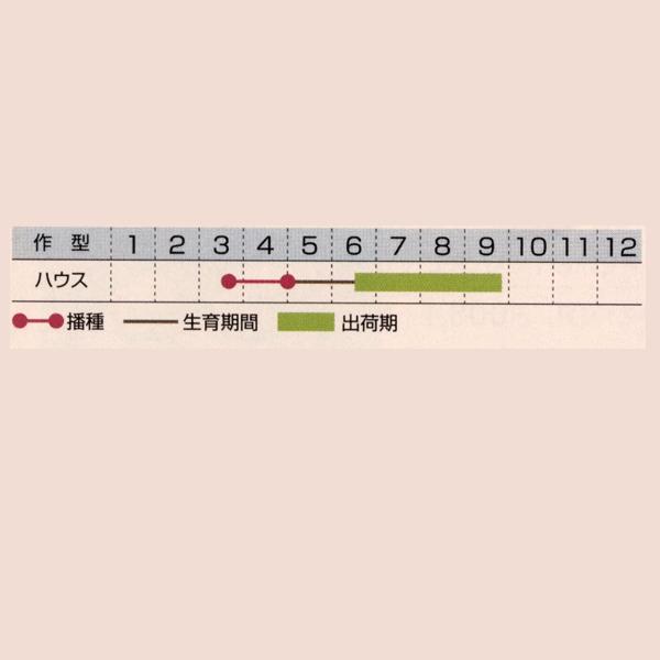 人気商品 花の種 営利用 松葉牡丹 F1ハッピーアワー レモン 1000粒 マルチペレット種子 タキイ種苗 メール便発送 Globescoffers Com