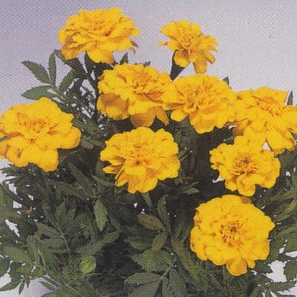 花の種 営利用 マリーゴールド フレンチ種 サファリ イエロー ml タキイ種苗 メール便