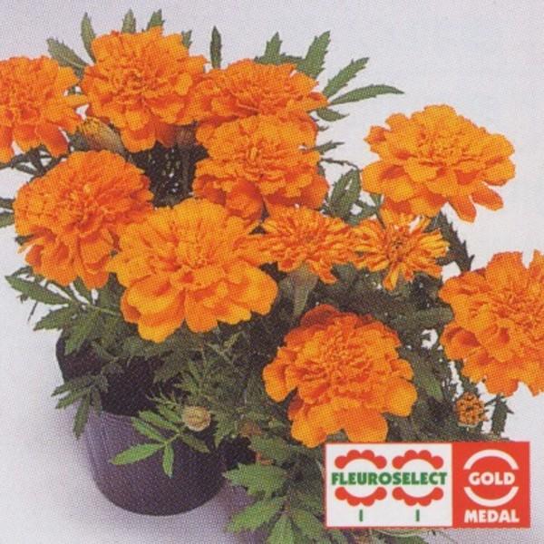 花の種（営利用）マリーゴールド フレンチ種 サファリ タンジェリン 1l タキイ種苗｜vg-harada