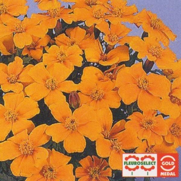 保存版 花の種 営利用 マリーゴールド フレンチ種 ディスコ オレンジ 1dl 10 タキイ種苗 最も優遇 Dogalbazaar Com Tr