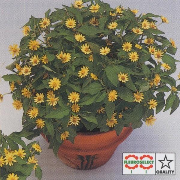 花の種（営利用）メランポディウム ミリオン レモン 1dl タキイ種苗（メール便発送）