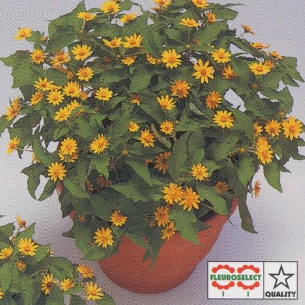 花の種（営利用）メランポディウム ミリオン ゴールド 10ml タキイ種苗（メール便発送）｜vg-harada