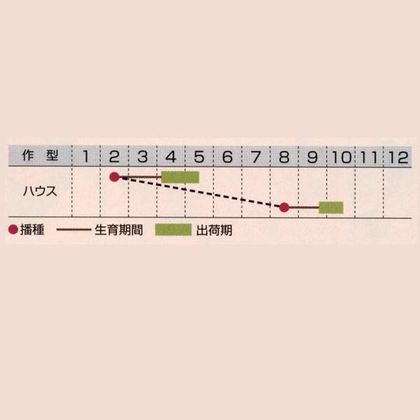 花の種（営利用）メランポディウム ミリオン ゴールド 1dl タキイ種苗（メール便発送）の画像