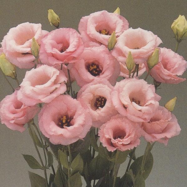 商品が満載 花の種（営利用）八重咲き系（中晩生種）F1パレオ