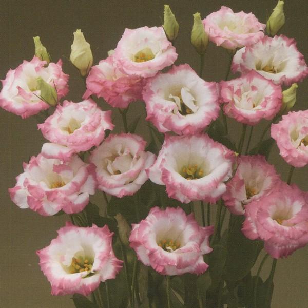 花の種（営利用）八重咲き系（中生種）F1マリーナ ピンクリップス（TU-692）3000粒 ペレット種子 タキイ種苗（メール便発送）