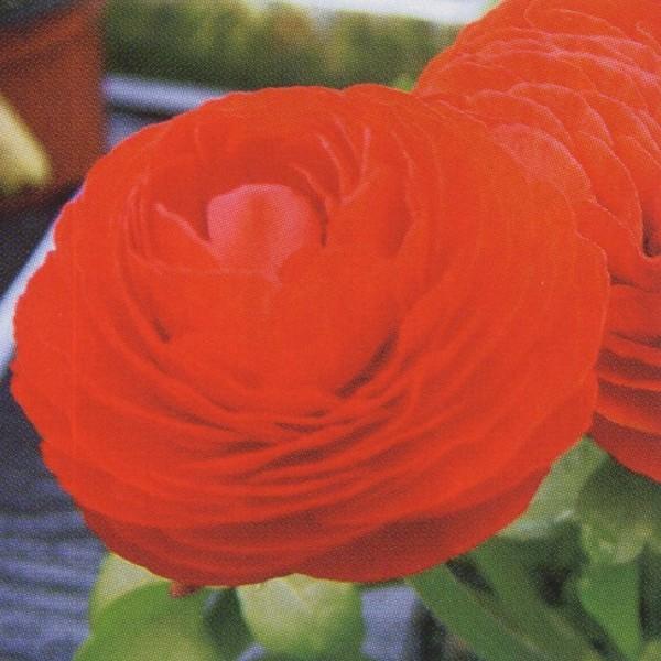 花の種（営利用）ラナンキュラス マシェ レッド 1000粒 ペレット種子 タキイ種苗（メール便発送）