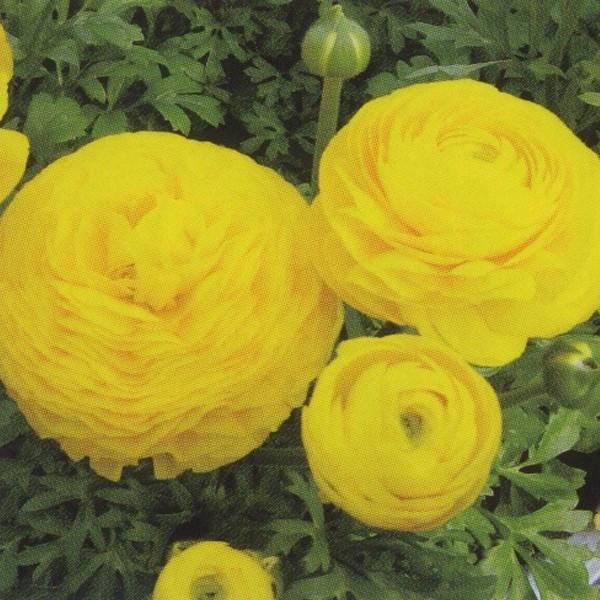 花の種（営利用）ラナンキュラス マシェ イエロー 1000粒 ペレット種子 タキイ種苗（メール便発送）