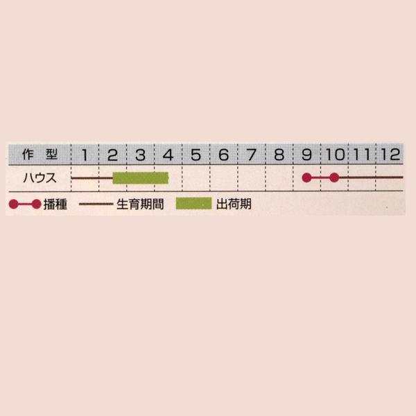 花の種（営利用）ラナンキュラス マシェ イエロー 1000粒 ペレット種子 タキイ種苗（メール便発送）_1