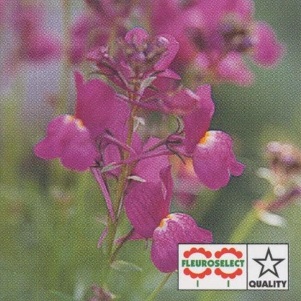 花の種 営利用 リナリア マゼンタローズ グッピー 1ml タキイ種苗 メール便発送 激安