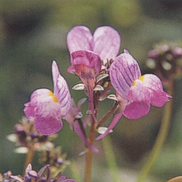 花の種（営利用）リナリア スポッテッドピンク グッピー 1ml タキイ種苗（メール便発送）