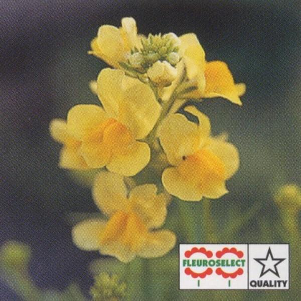 イエロー タキイ種苗 Vg 花の種 営利用 リナリア 1ml 10 タキイ種苗 グッピー グッピー 花の種 営利用 リナリア