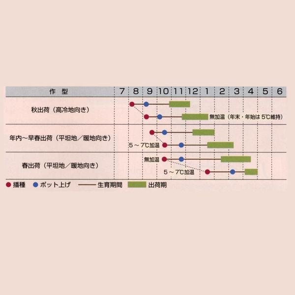 花の種（営利用）リナリア イエロー グッピー 1ml×10 タキイ種苗の画像