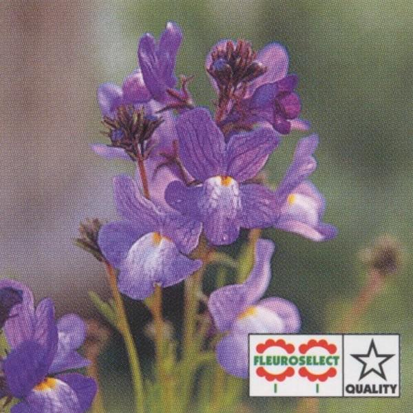 花の種（営利用）リナリア ブルー グッピー 1ml×10 タキイ種苗