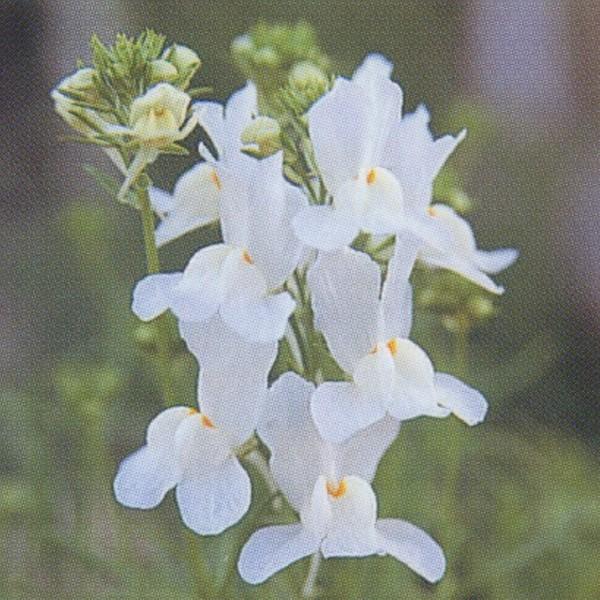 最安値挑戦 花の種 営利用 リナリア ホワイト グッピー 1ml 10 タキイ種苗 配送員設置送料無料 Traumazim Com
