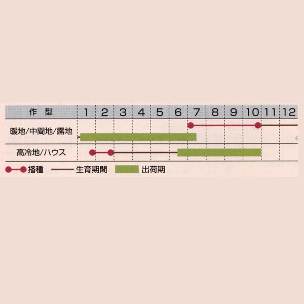 花の種（営利用）リモニューム シヌアタ種 ソピア 混合 10ml タキイ種苗（メール便発送）の画像