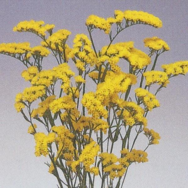 花の種（営利用）リモニューム シヌアタ種 ボンデュ工リ イエロー 10ml×10 タキイ種苗