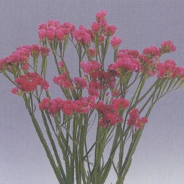 花の種（営利用）リモニューム シヌアタ種 アメリカン ビューティ 10ml×10 タキイ種苗