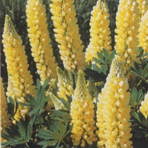 198円 超安い 花の種 営利用 ルピナス ギャラリー イエロー 10ml タキイ種苗 メール便発送
