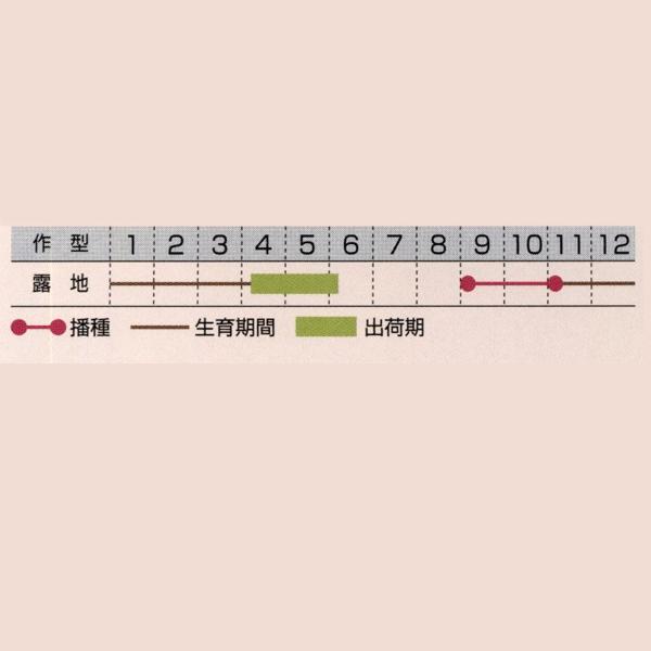 花の種（営利用）ルピナス ギャラリー ブルー 1dl タキイ種苗（メール便発送）の画像