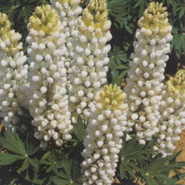 198円 売れ筋がひ 花の種 営利用 ルピナス ギャラリー ホワイト 10ml タキイ種苗 メール便発送