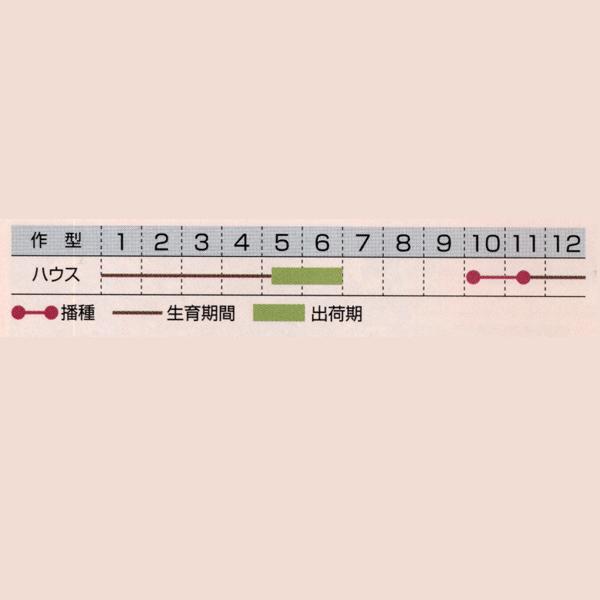 花の種（営利用）ローレンティア ブルースター 1ml タキイ種苗の画像