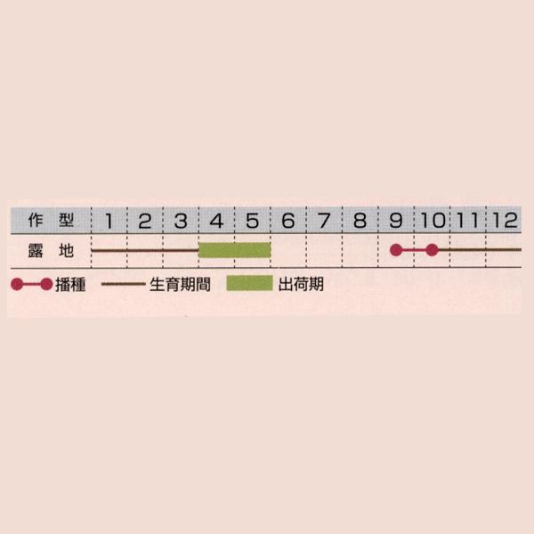 花の種（営利用）忘れな草 ドワーフ ブルー 10ml×10 タキイ種苗（メール便発送）の画像