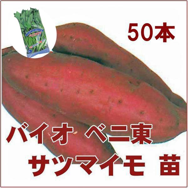 数量限定！】野菜の苗 バイオ(ウイルスフリー)苗 ベニアズマ/紅東 ベニ
