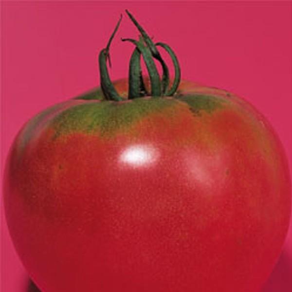 野菜の種/種子 強力米寿・トマト 1000粒（メール便発送/大袋）タキイ種苗