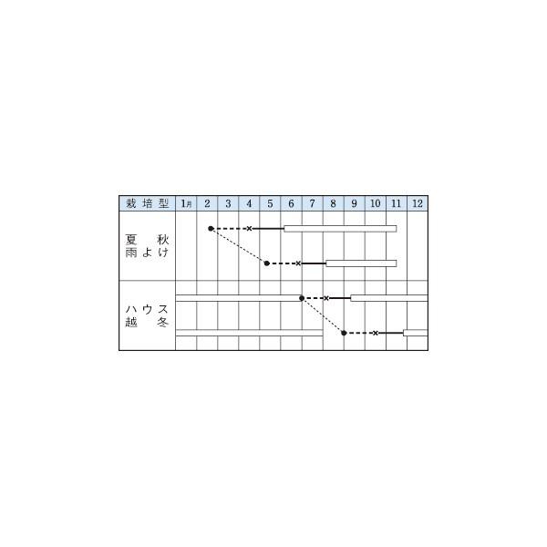 野菜の種/種子 イエローピコ・ミニトマト 27粒(メール便発送)タキイ種苗 「12月上旬頃発送」|vg-harada|02