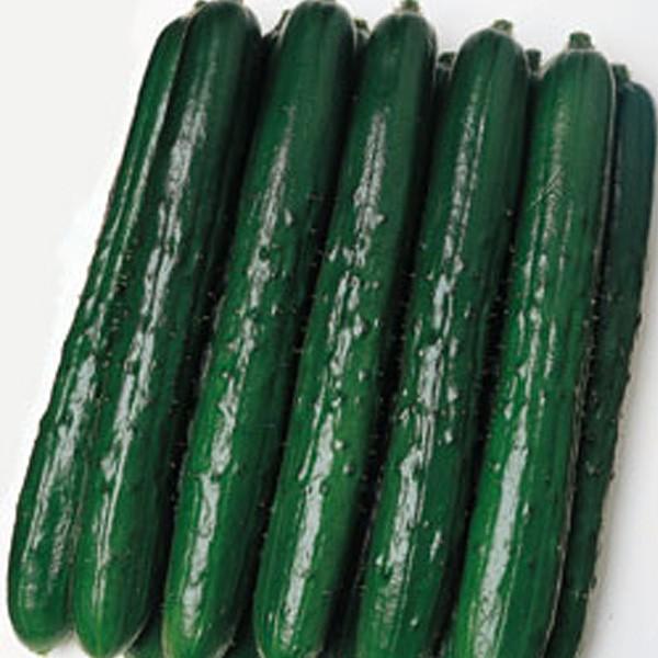 野菜の種/種子 つや太郎・キュウリ きゅうり 350粒（メール便発送/大袋）タキイ種苗