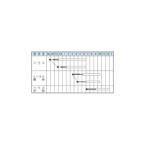 野菜の種/種子 アーリーファイブ・オクラ おくら 1000粒（メール便発送