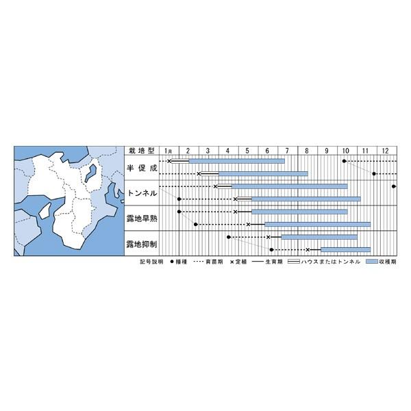 野菜の種/種子 とげなし千両二号・ナス 茄子 なす 1000粒（メール便発送/大袋）タキイ種苗｜vg-harada｜02