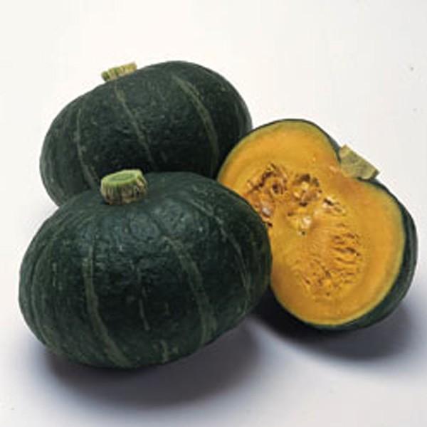 野菜の種 種子 ほっこりえびす・カボチャ かぼちゃ 100粒（メール便発送）タキイ種苗