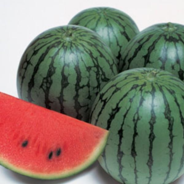 野菜の種/種子 紅しずく・スイカ 200粒（メール便発送）タキイ種苗