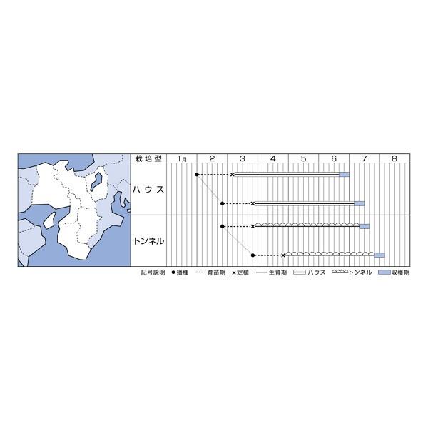 野菜の種/種子 パンナTF・メロン 100粒（メール便発送/大袋）タキイ種苗｜vg-harada｜02