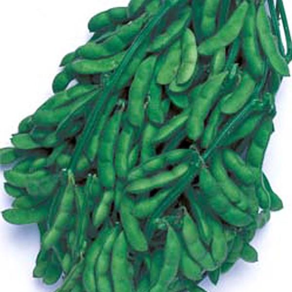 【えだまめ出品】 野菜の種/種子 福獅子・えだまめ 1L（大袋）タキイ種苗 : ベジタブル